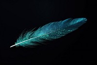 Turqoise parrot bird feather sparkle light glitter black background lightweight accessories.