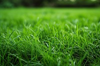 Extreme close up of lawn backgrounds grass plant.