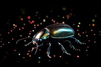 Beetle in the wild sparkle light glitter animal insect black.
