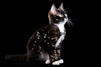 Mix breed cat sparkle light glitter animal mammal kitten.