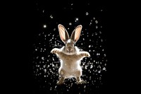 Rabbit hopping sparkle light glitter animal mammal rodent.