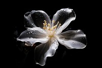 Gardenia sparkle light glitter blossom flower pollen.