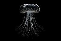 Jellyfish sparkle light glitter black background invertebrate zooplankton.
