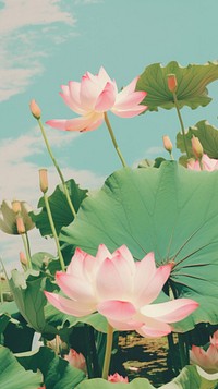 Lotus outdoors nature flower.