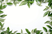Natural peony leaves frame backgrounds plant green.