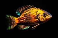 Ram cichlid fish sparkle light glitter animal black background pomacanthidae.