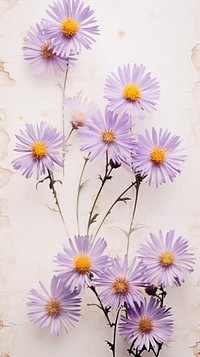 Pressed Asters flower aster blossom.