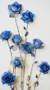 Pressed blue rose flowers petal plant wall.