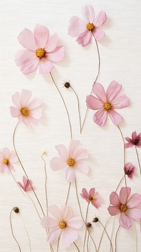 Pressed Cosmos flower pattern cosmos.