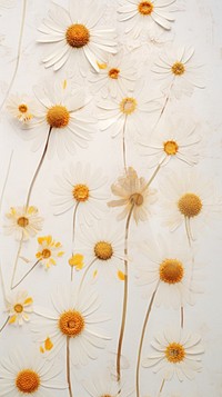Pressed daisy flowers backgrounds pattern petal.