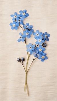 Pressed Forget-Me-Nots flower forget-me-not petal.