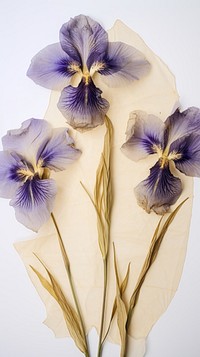 Pressed iris flower petal plant.