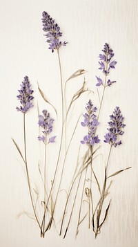 Pressed Lavender lavender flower blossom.