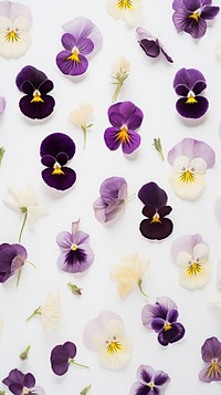 Pressed Pansies flower backgrounds purple.