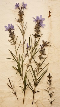 Pressed rosemary flowers herbs lavender plant.