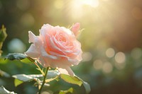 Ballerina Rose rose sunlight blossom.
