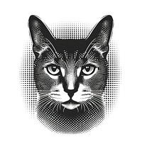 Cat monochrome animal mammal.