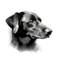 Dog dog monochrome animal.