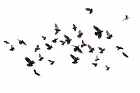 Flocks of flying pigeons flock animal bird.