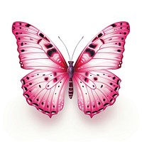 Pink butterfly animal insect white background.