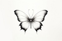 Illustration of magic butterfly drawing sketch white.