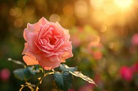 Pink Peace Rose rose blossom flower.