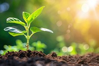 Young plant growing soil outdoors nature.