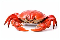 Boiled Serrated mud crab seafood lobster animal.