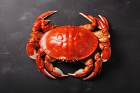 Boiled Serrated mud crab seafood lobster animal.