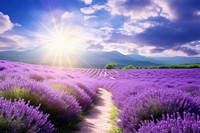 Lavender field landscape background outdoors blossom nature.