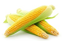 Corn plant food white background.