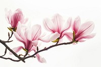 Pink magnolia outdoors blossom flower.