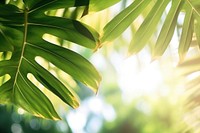 Summer tropical leaves backgrounds sunlight outdoors.