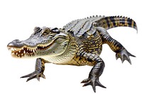 Crocodile reptile animal lizard.