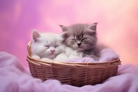 Kitten animal mammal basket.