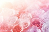Roses wedding gradient background backgrounds abstract flower.