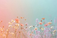 Tiny wildflowers gradient background backgrounds outdoors nature.