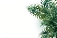 Palm leaves border backgrounds outdoors nature.