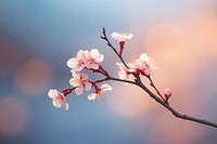 Cherry blossoms outdoors branch flower.