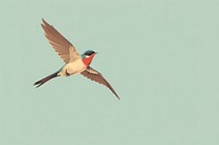 Litograph minimal bird flying animal beak hummingbird.