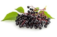 European elderberry fruit plant food.