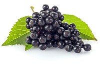 European elderberry blackberry blueberry grapes.