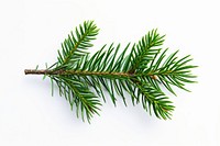 Pine tree leave spruce plant fir.