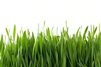 Wheatgrass backgrounds plant green.