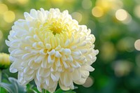 Photo of chrysanthemum flower outdoor chrysanths outdoors blossom.