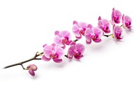 Pink orchid twig blossom flower plant.