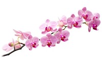 Pink orchid twig blossom flower plant.