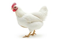Single white chook hen chicken poultry animal.