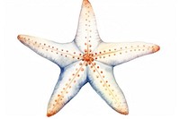 White starfish animal white background invertebrate.