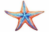 Starfish white background invertebrate creativity.